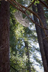 Obraz premium spider web in trees vertical 