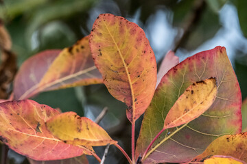 Colours galore of autumn