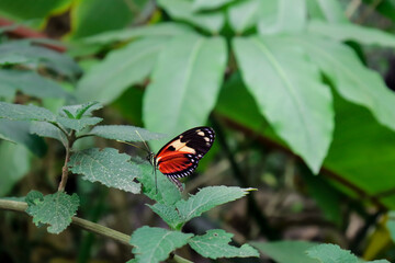 mariposa posando en las hojas de las orugas 