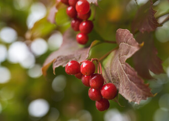 Red viburnum berries on a tree branch in autumn. Close-up with selective focus.