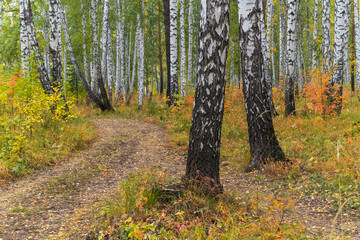 Walk along trails in a birch grove in autumn.