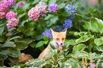 fox in hydrangeas 