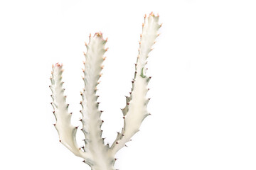 Euphorbia Lactea (Euphorbia white ghost) close up with isolated white background.
