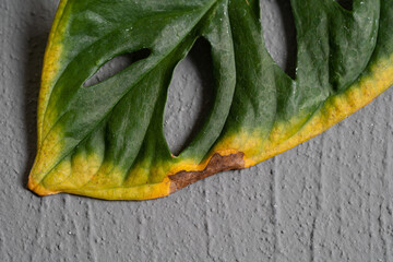 Monstera Adansonii close up leaf turn yellow due to aging and pest infection with isolated concrete...