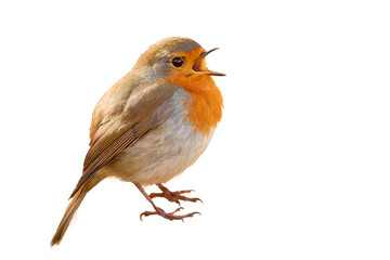 European Robin bird singing   (Erithacus Rubecula) - Powered by Adobe