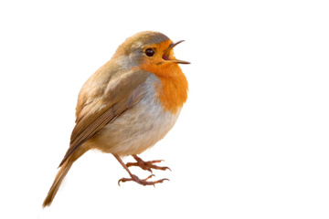 European Robin bird singing   (Erithacus Rubecula)