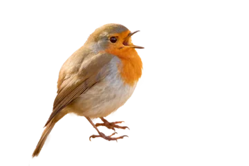 Fotobehang European Robin bird singing   (Erithacus Rubecula) © Adrian 
