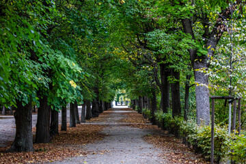 green tree alley in the park 