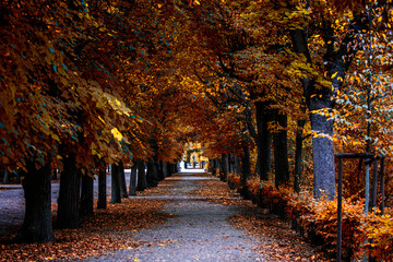 autumn alley .tree alley in the park in autumn time