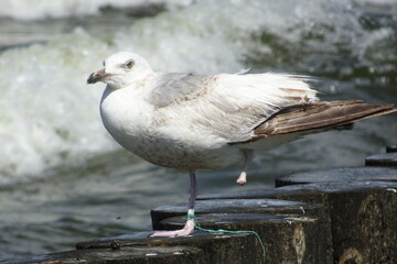 seagull bird