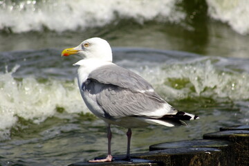 seagull bird