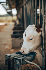 young calf within a stable