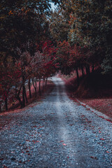 road in the forest, autumn leaves and autumn colors