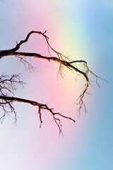 flower plants and romantic sunset background in summertime