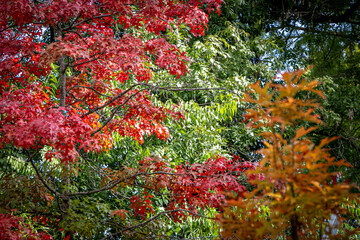autumn colored leaves on several trees