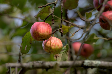 The look of Autumn abounds in Windsor in Broome County in Upstate NY.  Leaves are changing into their fall palette this Fall.  Organic apples look delicious even with their spots and blemishes.