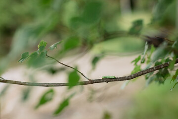 Cute little caterpillar inch worm on a branch