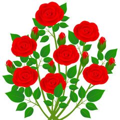 Bouquet of red roses with green leaves on a white background.