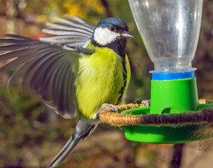The great titmouse is sitting on the bird feeder. Close-up