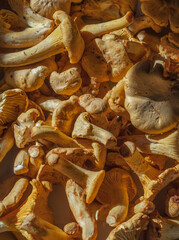 A pattern of fresh chanterelles in the sunlight.