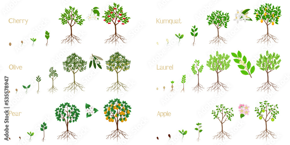 Poster set of growth cycles of fruit trees with roots on a white background.