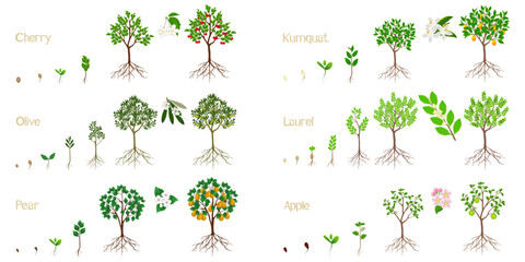 Set of growth cycles of fruit trees with roots on a white background.