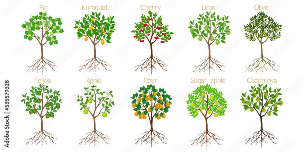 Canvas Prints set of fruit trees with roots on a white background.