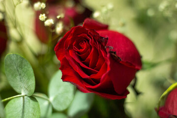 Vega Baja del Segura - Rosa roja natural en primer plano