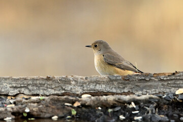  mosquitero musical (Phylloscopus trochilus) posado en un tronco viejo en el suelo 
