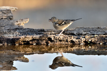 pinzón vulgar (Fringilla coelebs) en el estqanque bebiendo y reflejado en el agua