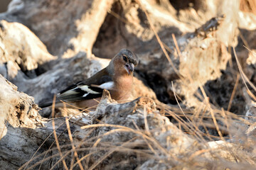 pinzón vulgar (Fringilla coelebs) camuflado entre los arbustos