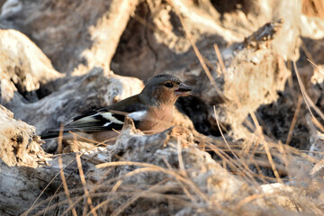 pinzón vulgar (Fringilla coelebs) camuflado entre los arbustos