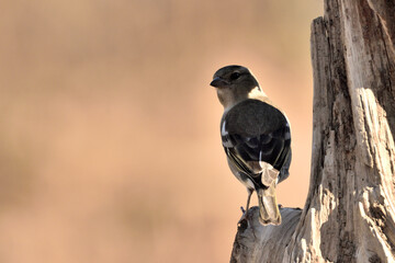 pinzón vulgar (Fringilla coelebs) posado en un tronco con fondo anaranjado 