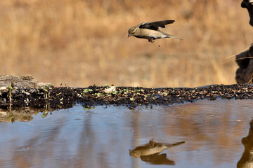pinzón vulgar (Fringilla coelebs) en vuelo sobre el estanque y reflejado en el agua