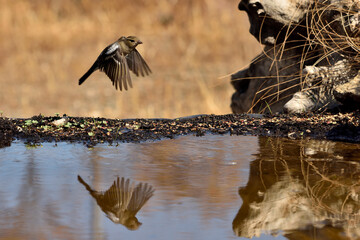 pinzón vulgar (Fringilla coelebs) en vuelo sobre el estanque y reflejado en el agua