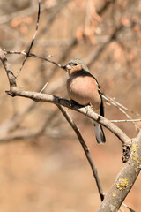 pinzón vulgar (Fringilla coelebs) posado en una rama