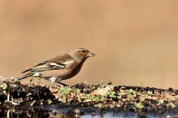pinz&oacute;n vulgar (Fringilla coelebs) en el estqanque bebiendo y reflejado en el agua