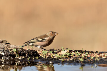 pinzón vulgar (Fringilla coelebs) en el estqanque bebiendo y reflejado en el agua