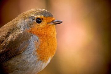 European Robin bird sitting on a branch (Erithacus Rubecula)