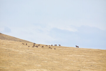 Herd of Elk on a hilltop during the autumn breeding season, with a lone bull maintaining a harem of...