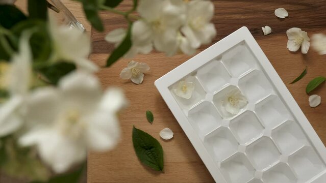 The person freezes ice cubes with spring jasmine flowers