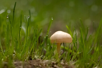A small light mushroom grows in the grass. Dew on the grass.