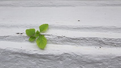 A small tree grew out of a small crack in the white wall.
