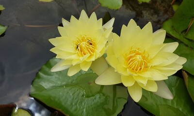 Two yellow lotus flowers in a tub.