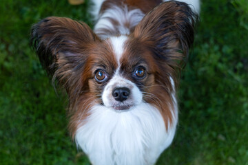 Portrait of a funny and cute purebred papillon dog looking at the camera. Pedigreed continental toy spaniel standing on the grass and interacts with his owner by eye contact.