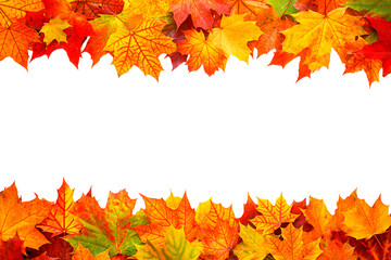 Top table view on multi-colored bright maple leaves on white background. Bright colored autumn leaves on white. Fall background 
