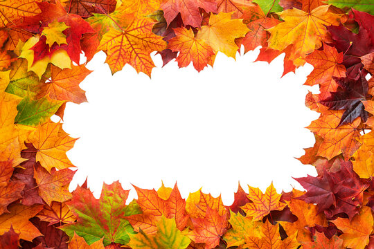 Top table view on multi-colored bright maple leaves isolated on white background. Bright colored autumn leaves on white. Bright abstract autumn foliage background.