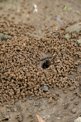 closeup the black ants with hole and brown soil soft focus natural brown background.