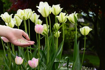 nawożenie tulipanów w ogrodzie - obrazy, fototapety, plakaty