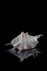 marine white shell with spikes on a black background